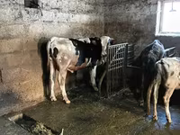 Bull, Holstein breed — photo 4