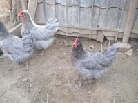 Australorp — foto 6