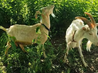 Goat, Saanen goat — photo 6