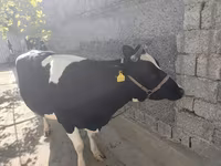 Krava, Russian Black pied cattle — foto 3