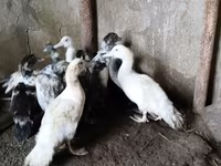 Ducks — foto 4