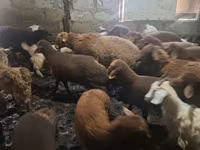 Qoyunlar (partiya, cinsi göstərilməyib), Qoyunlar — foto 3