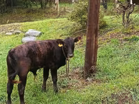 Bulle, Aberdeen-Angus — Foto 7