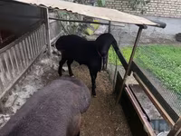 公羊, Sheep — 照片 2