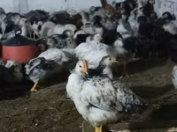 Chickens — الصورة 1