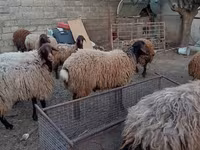 Sheep, Sheep — photo 8