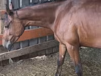 Mare, French Trotter — photo 3