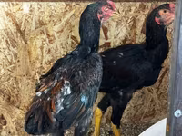 Chickens — foto 7
