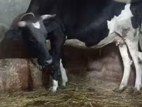 بقرة, Russian Black pied cattle — الصورة 3