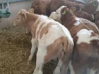 Bulle, Simmental cattle — Foto 3