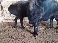 Widder, Edilbay sheep — Foto 4