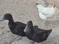 Domestic Muscovy — photo 5