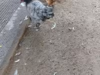 Danish hen — 1-rasm