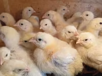 Chickens — الصورة 2