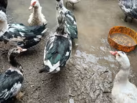 Ducks — photo 1