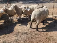 Beran, Ile-de-France sheep — foto 3
