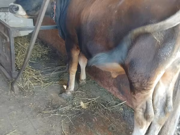 Bull, Jersey breed
