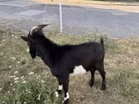 Козел, Nigerian dwarf goats — фото 2