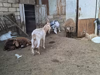 绵羊（批次，未指定性别）, Sheep — 照片 4