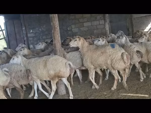Sheep, Sheep