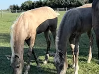 Hengst, Rocky Mountain Horse — Foto 4