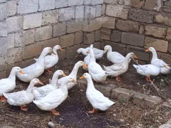 Ducks — Azərbaycan