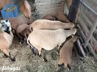 نعجة, Cameroon sheep — الصورة 3
