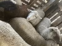 भेड़, Blackheaded Persian sheep — फ़ोटो 2