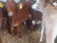 Buğa, Simmental cattle — foto 1