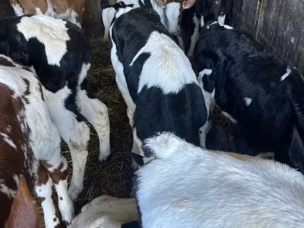 Býk, Russian Black pied cattle