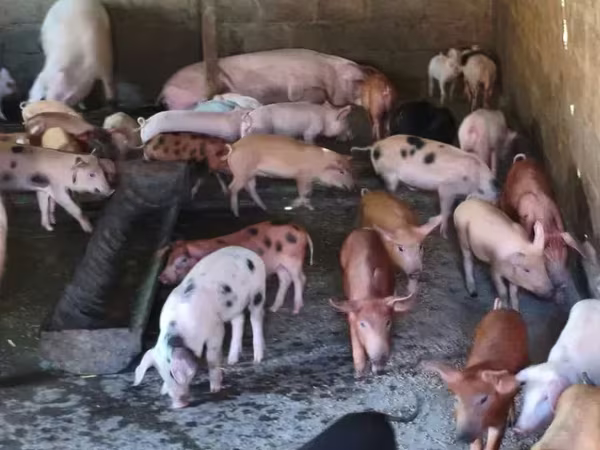 मादा सूअर, सूअर — आर्मेनिया