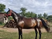 Kobyła, Nonius horse — zdjęcie 1