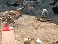 Chickens — photo 3