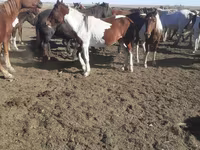 Cavalos (lote, sexo não especificado), Horse breed — foto 5
