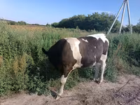ثور, Simmental cattle — الصورة 2
