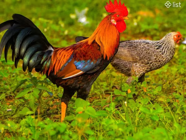 Chickens — أرمينيا