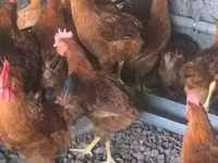 Chickens — الصورة 3