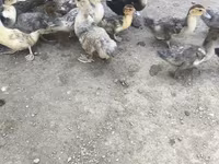 Ducks — फ़ोटो 4