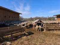 Qoyunlar (partiya, cinsi göstərilməyib), Qoyunlar — foto 6