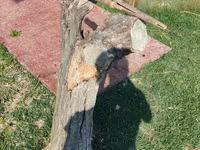 Goat, Goats — photo 2