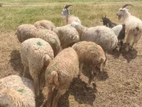 Sheep, Sheep — photo 3