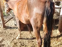 Yegua, French Trotter — foto 7