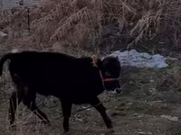 Buğa, Swedish red cattle — foto 1