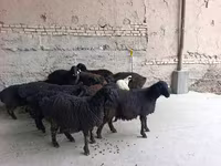 绵羊（批次，未指定性别）, Sheep — 照片 6