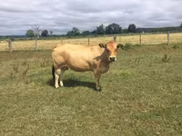 İnək, Partenaise cattle — foto 1