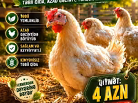 Chickens — photo 3
