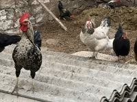 Chickens — foto 3