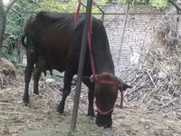 Krowa, Bydło — zdjęcie 3