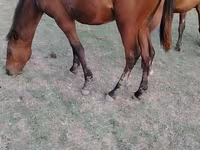 Horse (M), Horses — photo 1