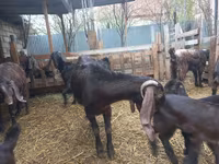 عنزة, Damask goat — الصورة 3